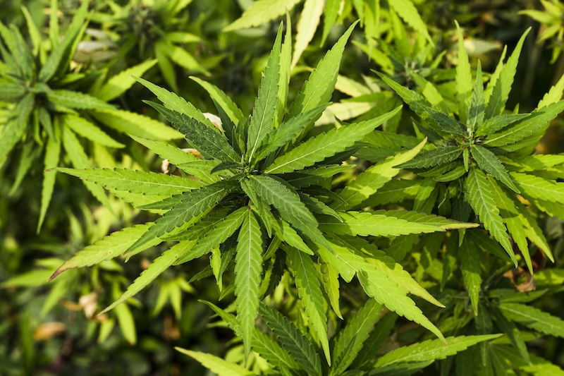 Nya material i byggbranschen